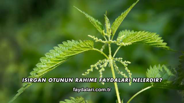 Isırgan Otunun Rahime Faydaları Nelerdir?
