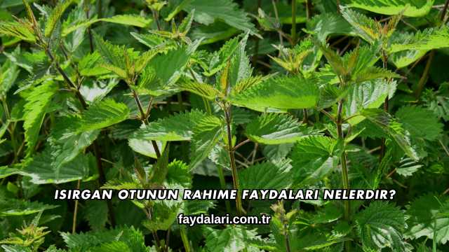 Isırgan Otunun Rahime Faydaları Nelerdir?