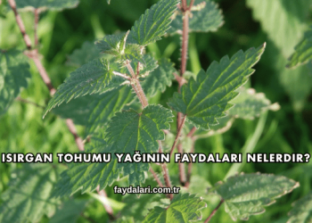 Isırgan Tohumu Yağının Faydaları Nelerdir?