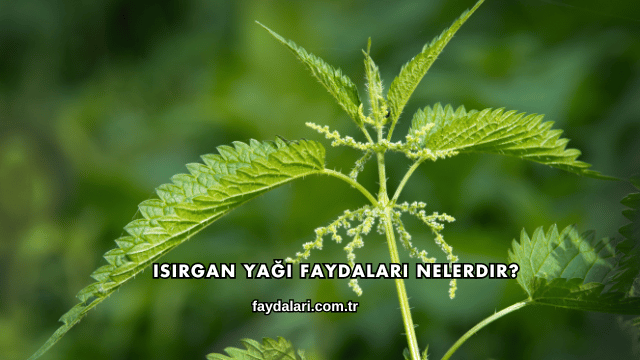 Isırgan Yağı Faydaları Nelerdir?