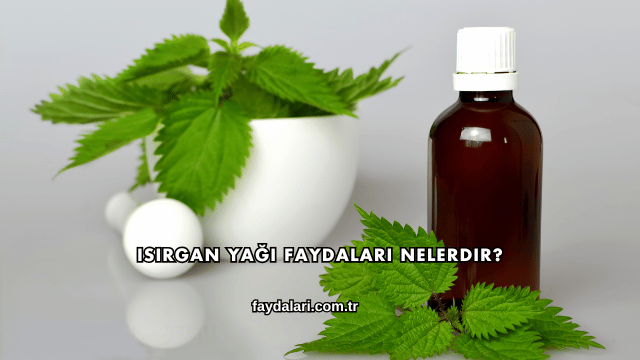 Isırgan Yağı Faydaları Nelerdir?