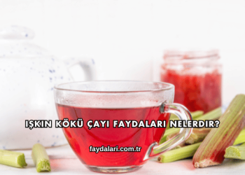 Işkın Kökü Çayı Faydaları Nelerdir?