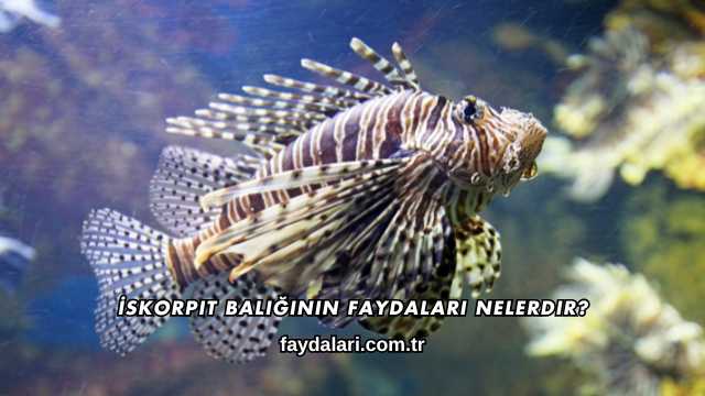 İskorpit Balığının Faydaları Nelerdir?