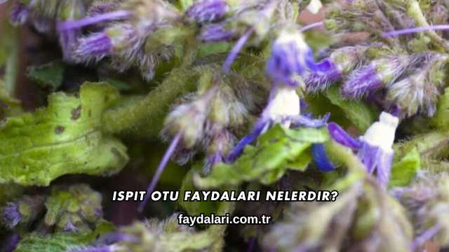 Ispıt Otu Faydaları Nelerdir?