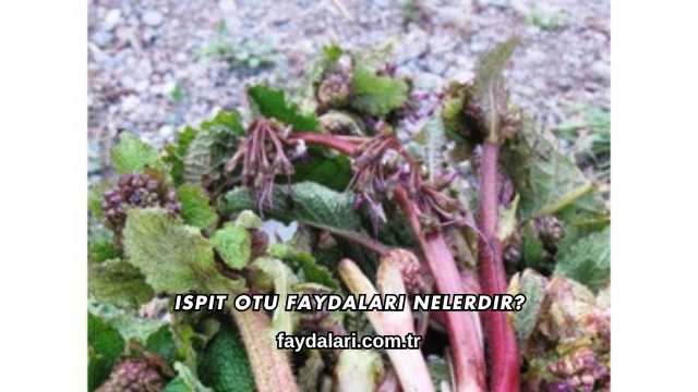 Ispıt Otu Faydaları Nelerdir?