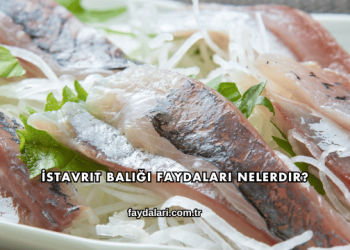 İstavrit Balığı Faydaları Nelerdir?