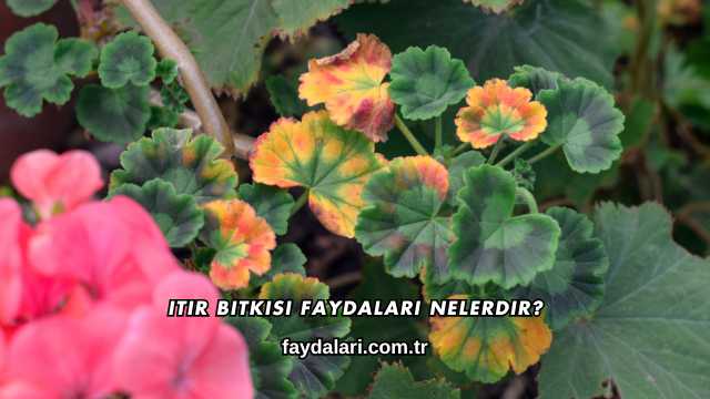 Itır Bitkisi Faydaları Nelerdir?