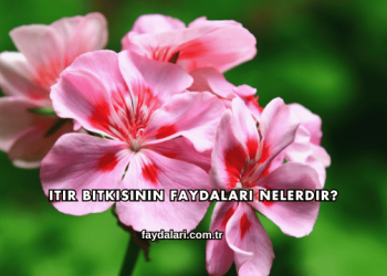 Itır Bitkisinin Faydaları Nelerdir?