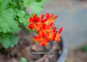 Itır Çiçeği Yağının Faydaları Nelerdir?