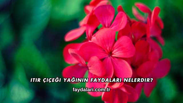 Itır Çiçeği Yağının Faydaları Nelerdir?