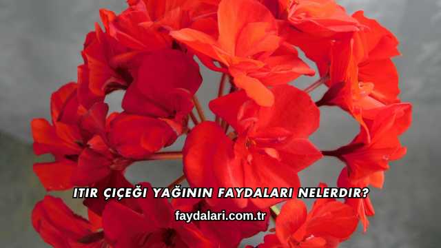 Itır Çiçeği Yağının Faydaları Nelerdir?