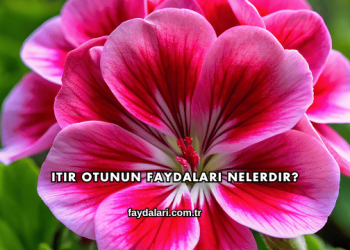 Itır Otunun Faydaları Nelerdir?