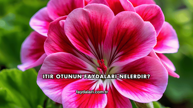 Itır Otunun Faydaları Nelerdir?