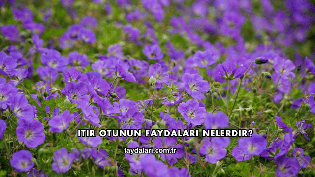 Itır Otunun Faydaları Nelerdir?