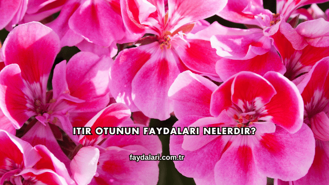 Itır Otunun Faydaları Nelerdir?