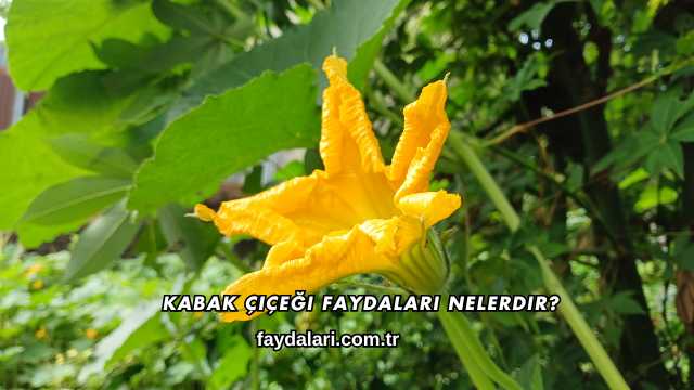 Kabak Çiçeği Faydaları Nelerdir?