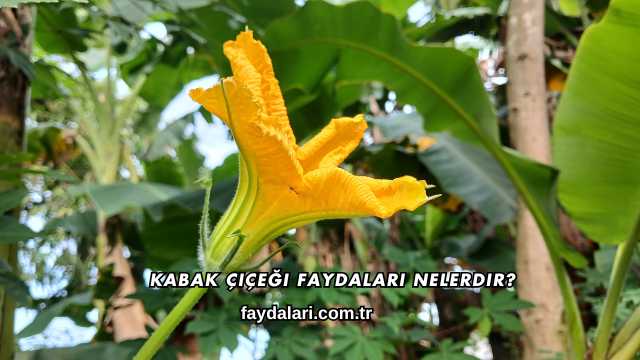 Kabak Çiçeği Faydaları Nelerdir?