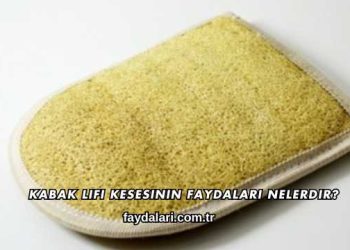 Kabak Lifi Kesesinin Faydaları Nelerdir?