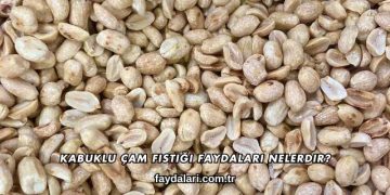 Kabuklu Çam Fıstığı Faydaları Nelerdir?