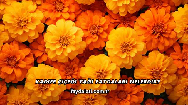 Kadife Çiçeği Yağı Faydaları Nelerdir?