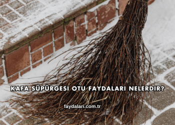 Kafa Süpürgesi Otu Faydaları Nelerdir?