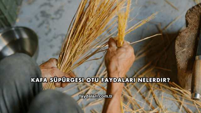 Kafa Süpürgesi Otu Faydaları Nelerdir?