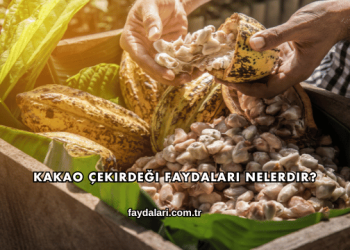 Kakao Çekirdeği Faydaları Nelerdir?