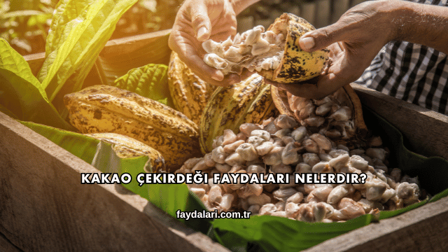 Kakao Çekirdeği Faydaları Nelerdir?