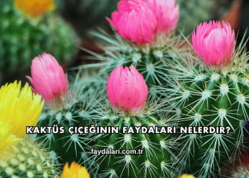 Kaktüs Çiçeğinin Faydaları Nelerdir?