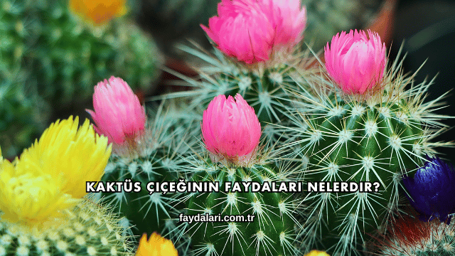 Kaktüs Çiçeğinin Faydaları Nelerdir?