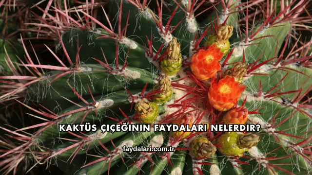 Kaktüs Çiçeğinin Faydaları Nelerdir?
