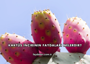 Kaktüs İncirinin Faydaları Nelerdir?
