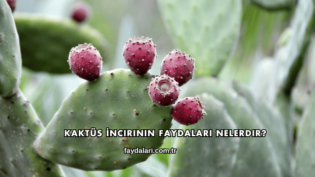 Kaktüs İncirinin Faydaları Nelerdir?