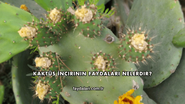 Kaktüs İncirinin Faydaları Nelerdir?
