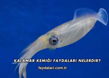 Kalamar Kemiği Faydaları Nelerdir?