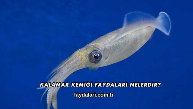 Kalamar Kemiği Faydaları Nelerdir?