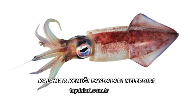 Kalamar Kemiği Faydaları Nelerdir?
