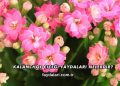 Kalanchoe Çiçeği Faydaları Nelerdir?