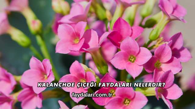 Kalanchoe Çiçeği Faydaları Nelerdir?