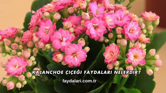 Kalanchoe Çiçeği Faydaları Nelerdir?