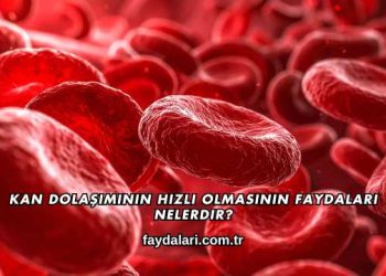 Kan Dolaşımının Hızlı Olmasının Faydaları Nelerdir?