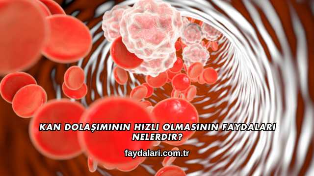 Kan Dolaşımının Hızlı Olmasının Faydaları Nelerdir?