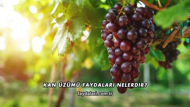 Kan Üzümü Faydaları Nelerdir?