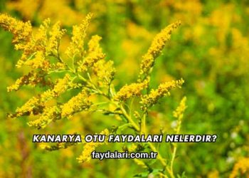 Kanarya Otu Faydaları Nelerdir?