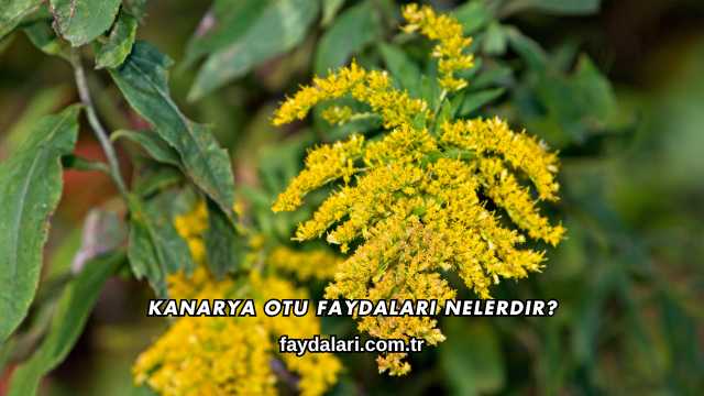 Kanarya Otu Faydaları Nelerdir?