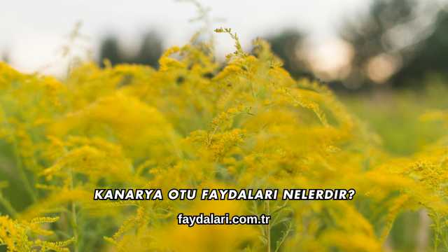 Kanarya Otu Faydaları Nelerdir?