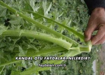 Kangal Otu Faydaları Nelerdir?