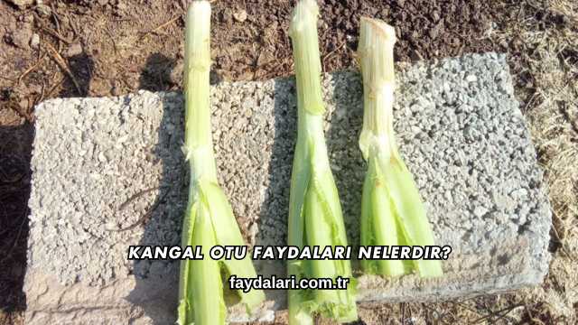 Kangal Otu Faydaları Nelerdir?