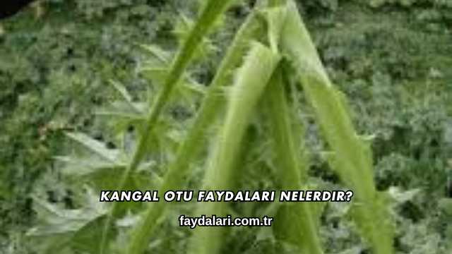 Kangal Otu Faydaları Nelerdir?