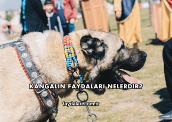 Kangalın Faydaları Nelerdir?